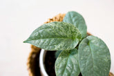 Amydrium medium spp. variegata "glaucous form"
